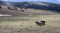 Small band of three wild horses running in the mountains of the western USA Royalty Free Stock Photo