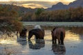 Small band of wild horses grazing on eel grass at sunset in the Salt River near Mesa Arizona USA Royalty Free Stock Photo