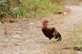 Small bantam chicken rooster with bright red comb and green tail, walking and crowing in backyard garden farm Royalty Free Stock Photo