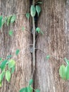 Small banyan tree 