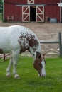 brown and white paint draft horse grazing on lush green grass in front of small red barn Royalty Free Stock Photo