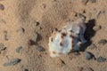 sea shell Royalty Free Stock Photo