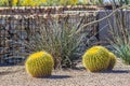 Small Barrel Cactus With Barbs In Desert Park Royalty Free Stock Photo