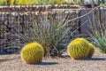 Small Barrel Cactus With Barbs In Desert Park