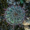 Small Barrel Cactus Looks LIke A Ball Of Yarn With Pink Ribbons