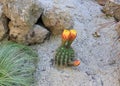 Small Barrel Cactus with yellow flower