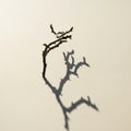 A small, barren twig stands vertically against a plain, light-colored background. The harsh light Royalty Free Stock Photo