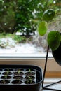 Growing herbs at the kitchen window Royalty Free Stock Photo