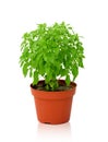 Small basil kind of Aristotle in a pot isolated