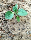 Small basil plant