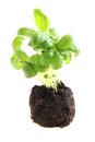 Small basil plant isolated
