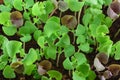 Small basil seedlings Royalty Free Stock Photo