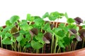 Small basil seedlings Royalty Free Stock Photo