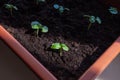 Small basil seedlings grown in a potted house. Royalty Free Stock Photo