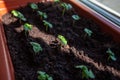 Small basil seedlings grown in a potted house, close-up, rays fall on a plant. Royalty Free Stock Photo