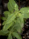 Basil tree in garden. dark background. Royalty Free Stock Photo