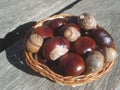 Small basket with chestnuts and acorns Royalty Free Stock Photo