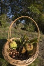 Small basket with chestnuts and husks