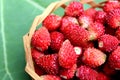 A small basket of delicious juicy ripe wild strawberries Royalty Free Stock Photo