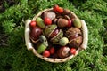 Small basket with horse chestnuts, acorns and rose hips Royalty Free Stock Photo