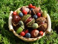 Small basket with horse chestnuts, acorns, rose hips and sloes Royalty Free Stock Photo