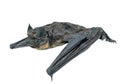Small bat 3 Royalty Free Stock Photo