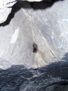 a small bat in a cave under the ground of a rock