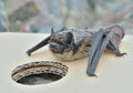 Small bat 14 Royalty Free Stock Photo