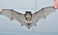 Small bat Royalty Free Stock Photo