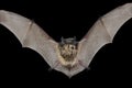 Small bat 9 Royalty Free Stock Photo