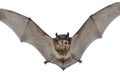 Small bat 10 Royalty Free Stock Photo