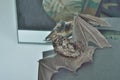 Small bat 19 Royalty Free Stock Photo
