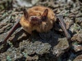 Small bat in daylight, common pipistrelle, on a spring day Royalty Free Stock Photo