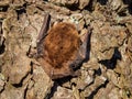 Small bat in daylight, common pipistrelle, on a spring day Royalty Free Stock Photo