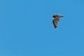 Small bat in flight in daylight, common pipistrelle, on a spring day Royalty Free Stock Photo