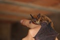 Small bat on human hand