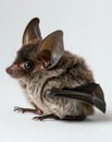 A small bat with large ears and eyes posing on a white backdrop, detailed texture of fur and wings visible. Royalty Free Stock Photo