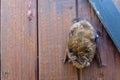 Small bat sleeping on a wooden wall Royalty Free Stock Photo