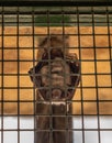 Small bat in window of Johannine Library at University of Coimbra Royalty Free Stock Photo