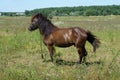 Small bay horse (pony) grazing in a meadow on a summer day Royalty Free Stock Photo