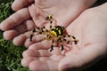 Small bead spider in the hands.