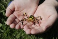 Small bead spider in the hands.