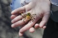 Small bead spider in the hands.