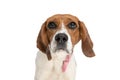 Small beagle dog looking away with big eyes Royalty Free Stock Photo