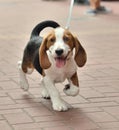 Small Beagle dog puppy walking with leash