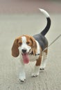 Small Beagle dog puppy walking with leash