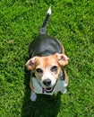 Small Beagle on green grass