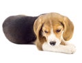 Small beagle puppy lying down Royalty Free Stock Photo