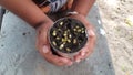 Small bean sprouts germinate from seed in summer. Royalty Free Stock Photo