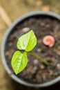 The small bean sprouts Royalty Free Stock Photo